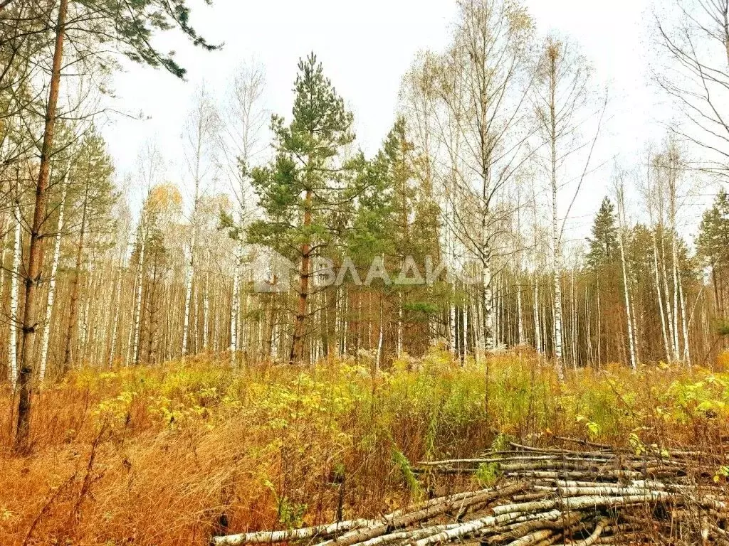 Участок в Владимирская область, Камешковский район, Второвское ... - Фото 0
