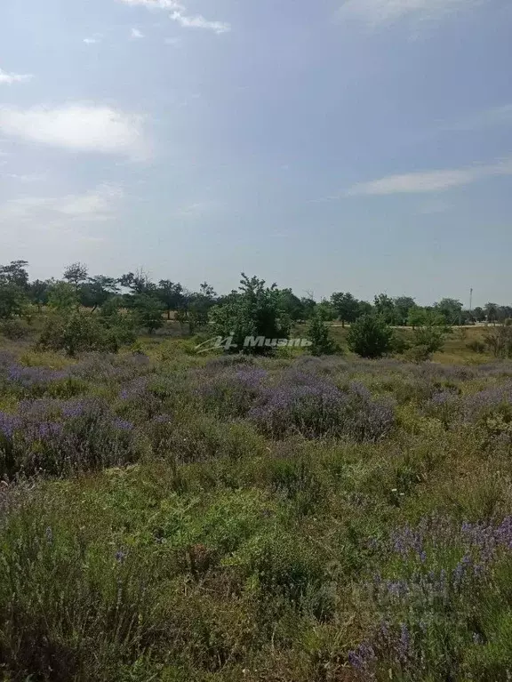 Участок в Крым, Симферопольский район, с. Мазанка ул. ... - Фото 1