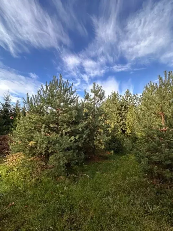 Участок в Ленинградская область, Всеволожский район, Колтушское ... - Фото 1