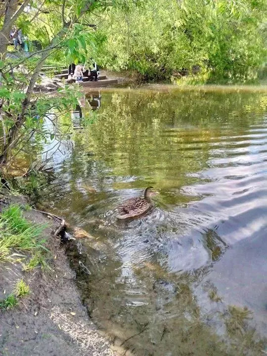 1-к кв. Новосибирская область, Новосибирск Нижняя Ельцовка мкр, ул. ... - Фото 2