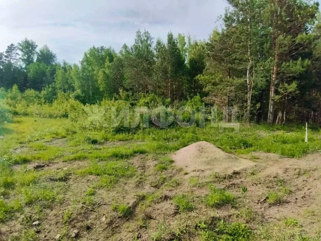 Участок в Новосибирская область, Новосибирский район, Кубовинский ... - Фото 1