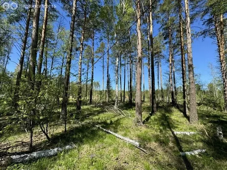 Участок в Свердловская область, муниципальный округ Ревда, село ... - Фото 0