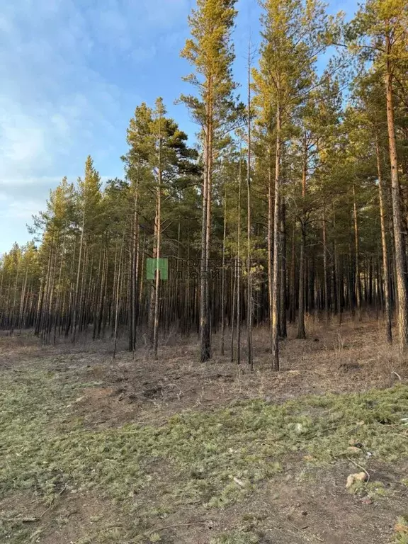 Участок в Забайкальский край, Читинский район, с. Смоленка Лесная ул. ... - Фото 2