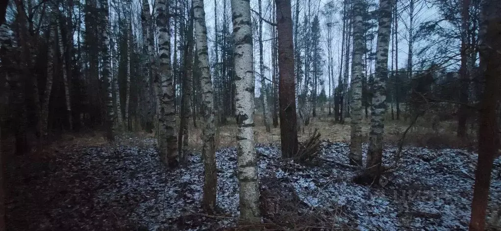 Участок в Московская область, Талдомский городской округ, Запрудня рп  ... - Фото 0