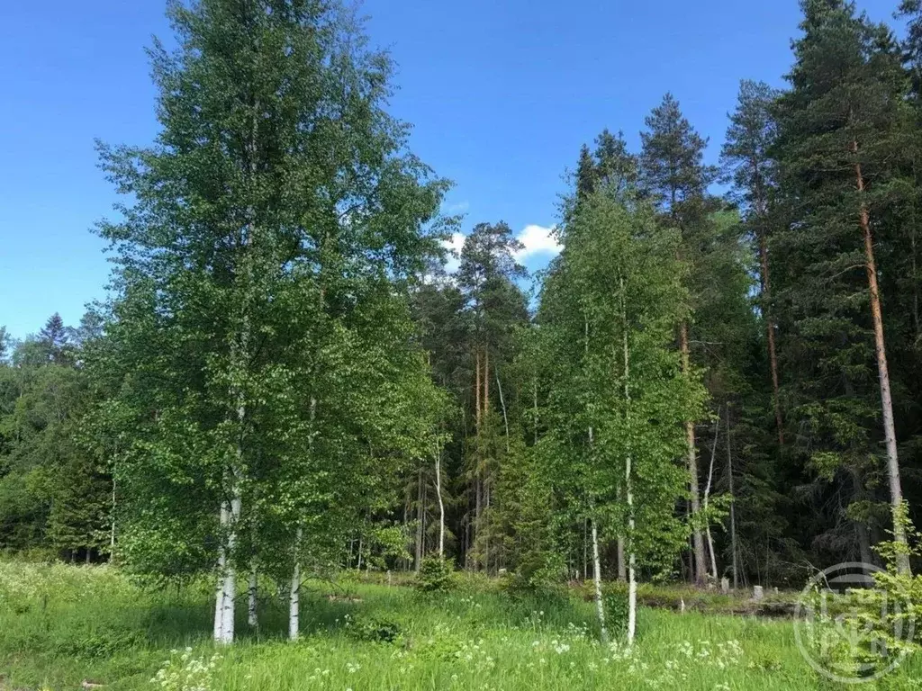 Участок в Ленинградская область, Выборгский район, Гончаровское с/пос, ... - Фото 2