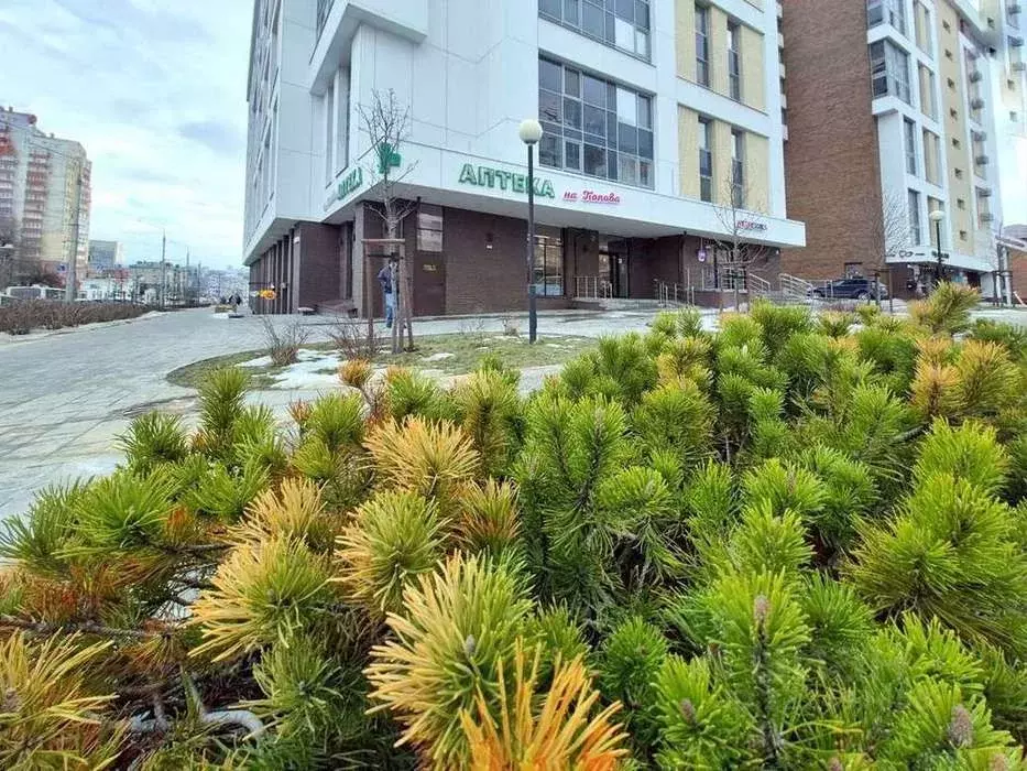 Студия Белгородская область, Белгород ул. Попова (31.0 м) - Фото 2