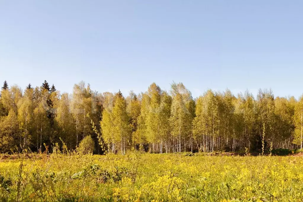 Участок в Московская область, Богородский городской округ, д. Ивашево  ... - Фото 0