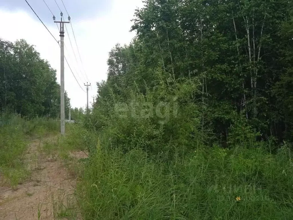 Участок в Амурская область, Благовещенский район, с. Чигири ул. ... - Фото 0