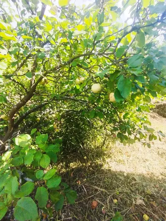 Участок в Нижегородская область, Богородский муниципальный округ, ... - Фото 1