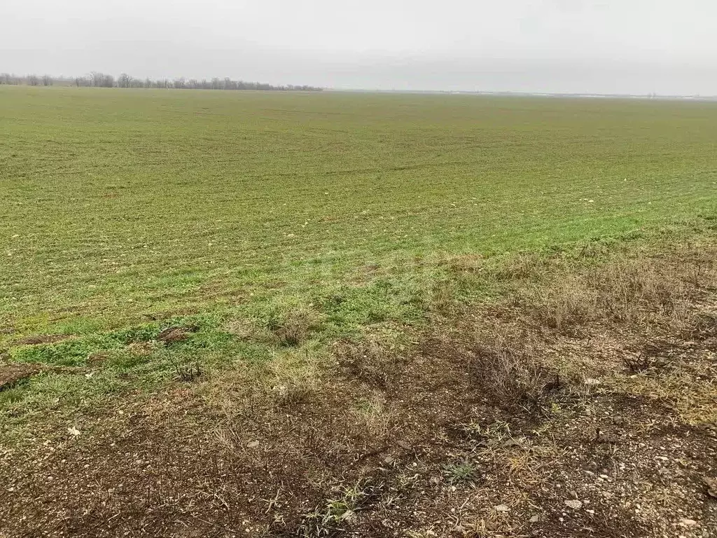 Участок в Крым, Красногвардейский район, с. Пятихатка  (599.26 сот.) - Фото 2