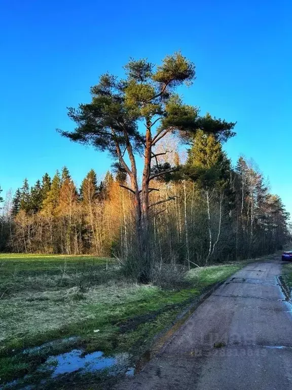 Участок в Ленинградская область, Выборгский район, Советское городское ... - Фото 1