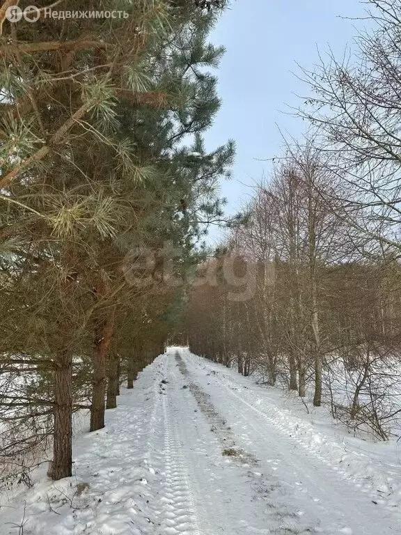 Участок в Псковский район, Ядровская волость, деревня Хахино (20.98 м) - Фото 2