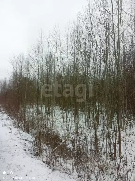 Участок в Ленинградская область, Тосненский район, Ульяновское ... - Фото 1