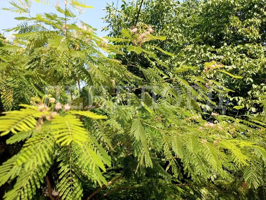 Участок в Ростовская область, Ростов-на-Дону Мечта СНТ,  (6.0 сот.) - Фото 2