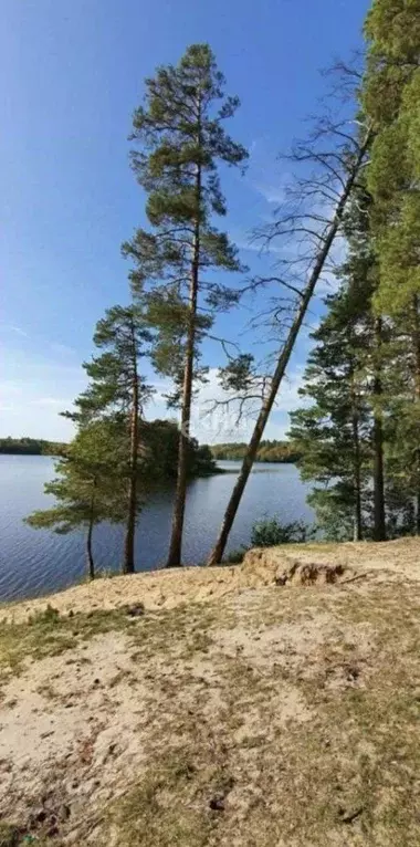 Участок в Нижегородская область, Арзамас городской округ, с. Наумовка ... - Фото 2