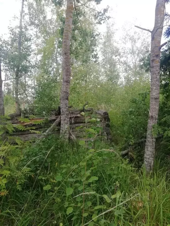 Участок в Ленинградская область, Тосненский район, Форносовское ... - Фото 1