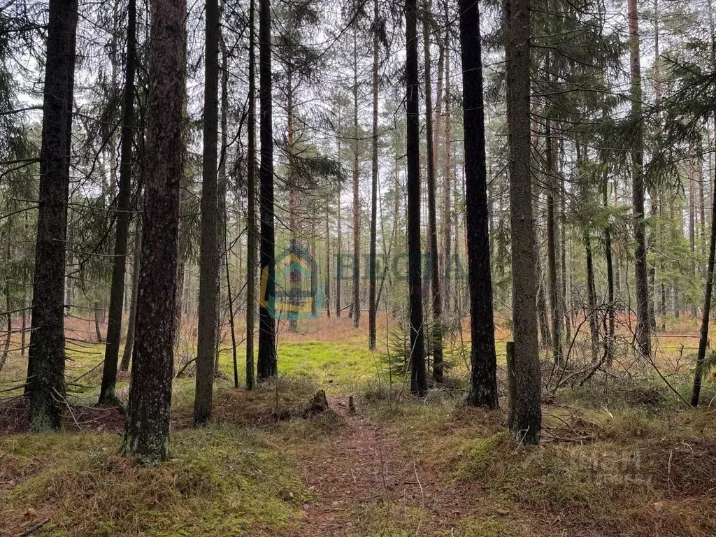 Участок в Ленинградская область, Всеволожский район, Сертоловское ... - Фото 1