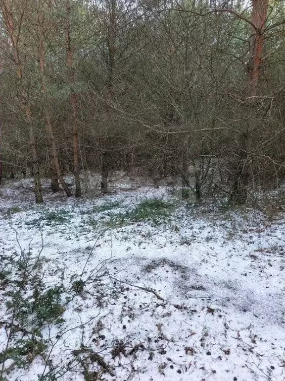 Участок в Калининградская область, Балтийск  (6.1 сот.) - Фото 1