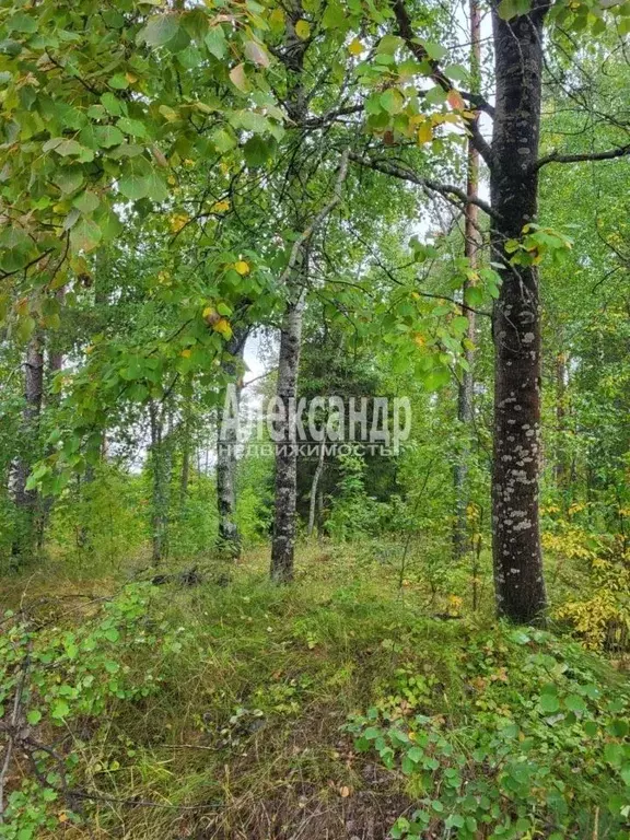 Участок в Карелия, Лахденпохский муниципальный округ, пос. Райвио  ... - Фото 1