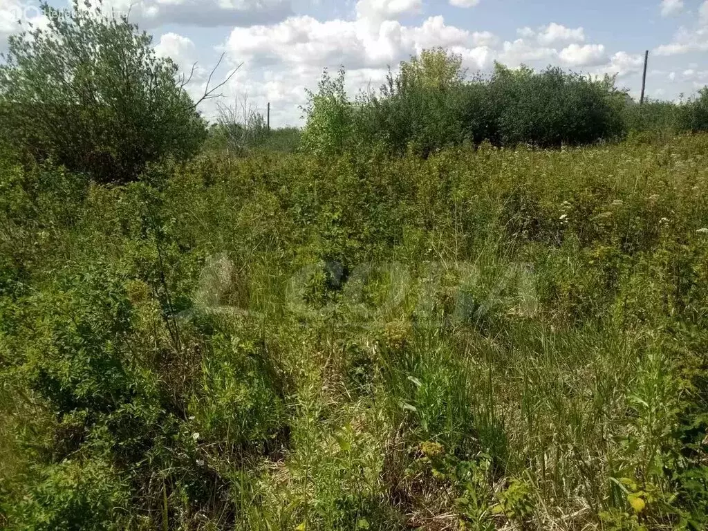 Участок в Курганская область, Кетовский муниципальный округ, село ... - Фото 2