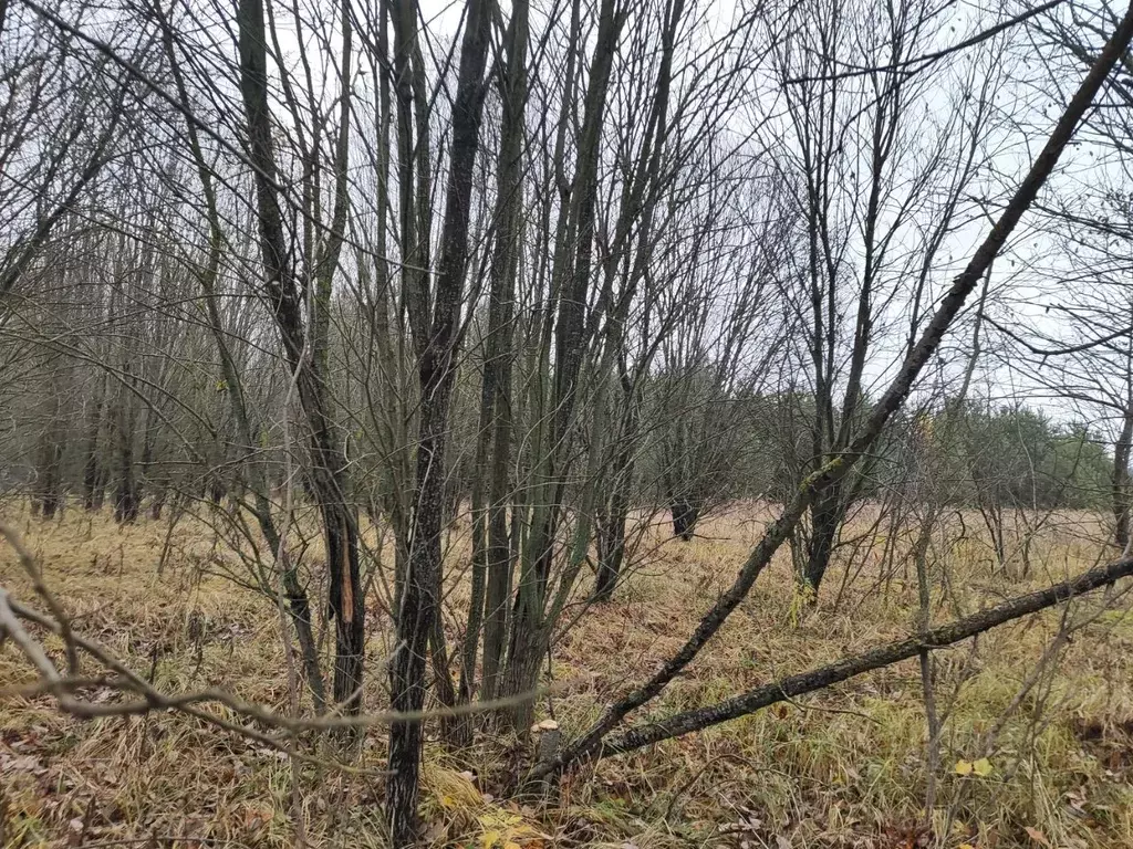 Участок в Московская область, Раменский муниципальный округ, д. ... - Фото 2