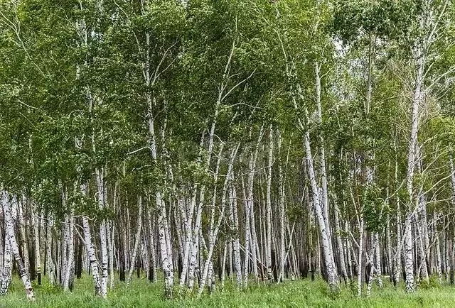 Участок в Омская область, Тюкалинский район, д. Новосолдатка 45 ... - Фото 0