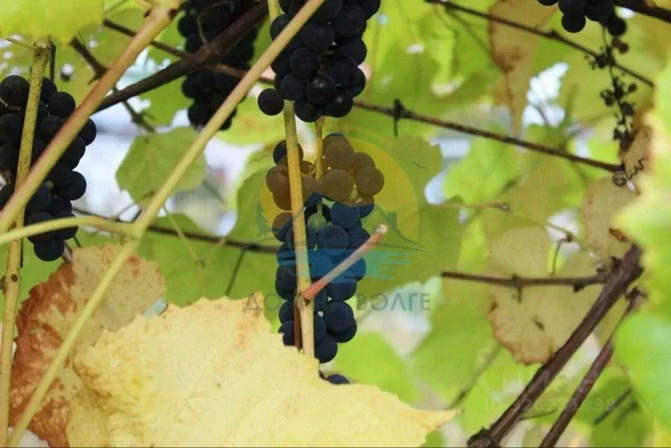 Участок в Тверская область, Конаково ул. 2-я Тверская (10.8 сот.) - Фото 2