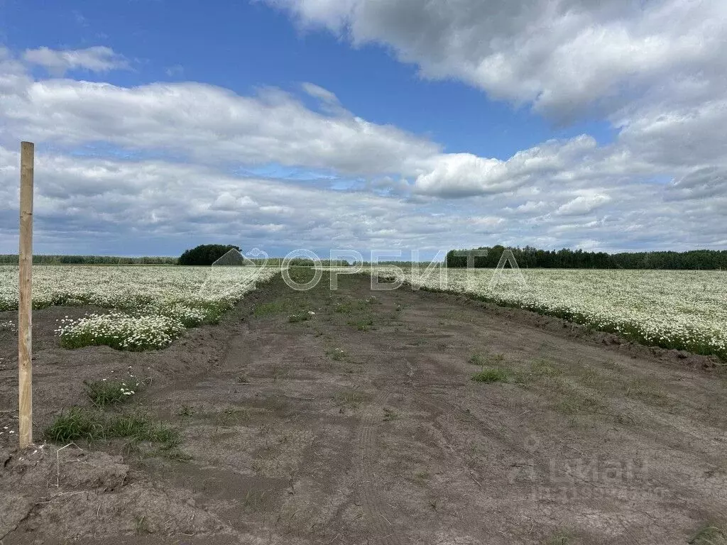Участок в Тюменская область, Тюменский район, с. Горьковка  (9.01 ... - Фото 2