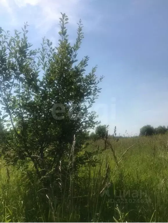 Участок в Ярославская область, Большесельский муниципальный округ, д. ... - Фото 1