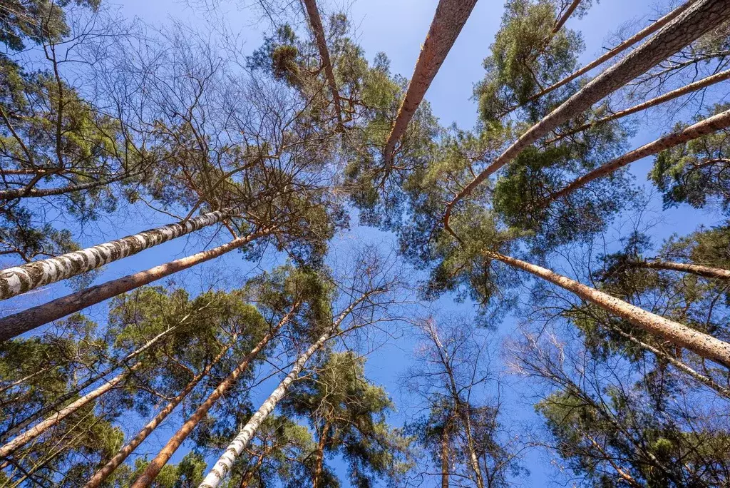 Участок в Московская область, Одинцовский городской округ, пос. ... - Фото 2