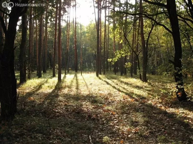 Участок в деревня Коняшино, Берёзовая улица (5 м) - Фото 0