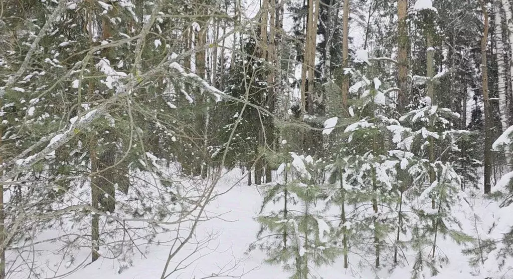 Участок в Московская область, Щелково городской округ, пос. Литвиново  ... - Фото 2