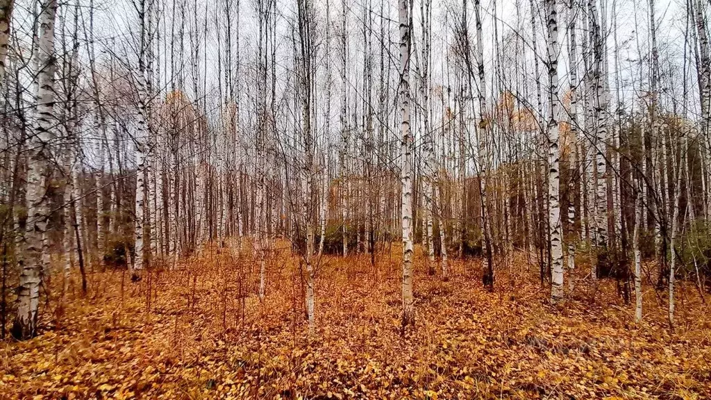 Участок в Кировская область, Слободской район, Шиховское с/пос, д. ... - Фото 1