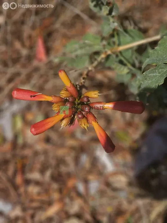 Квартира-студия: Межводное, Черноморское шоссе, 35к1 (26 м) - Фото 1