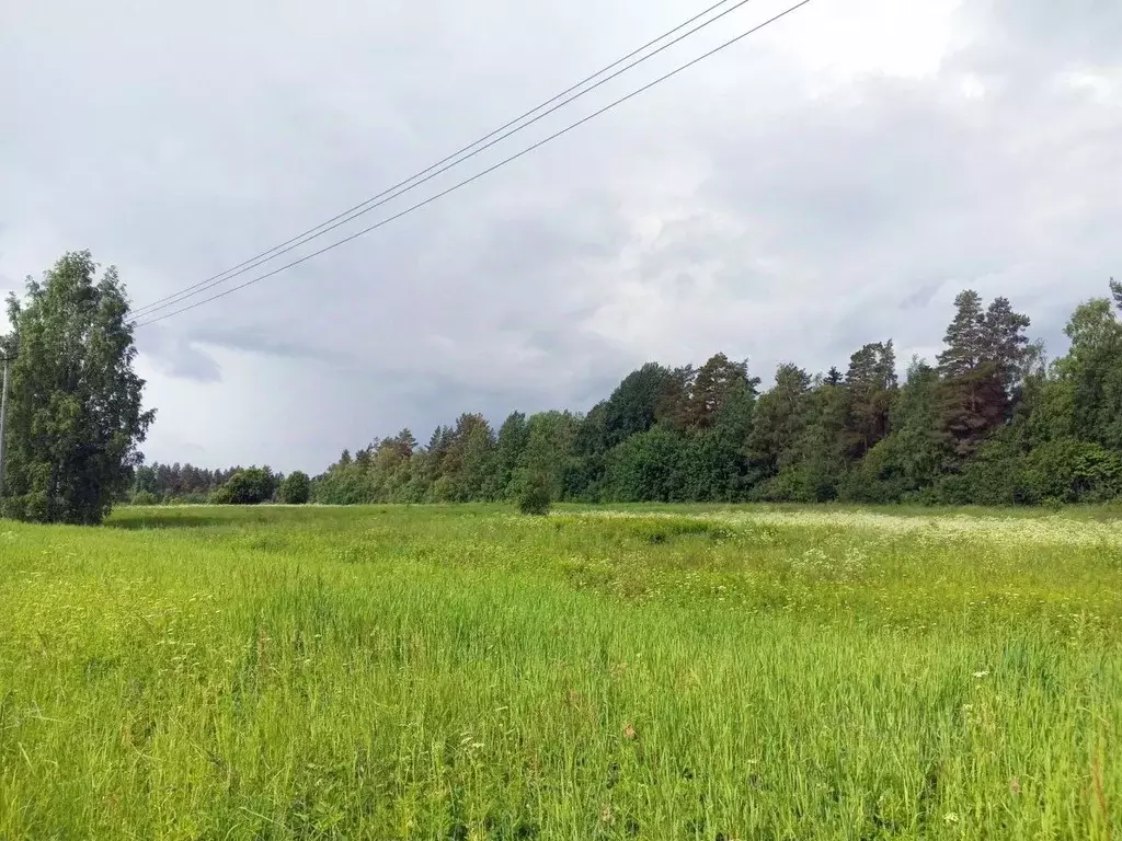 Участок в Ленинградская область, Выборгский район, Красносельское ... - Фото 1