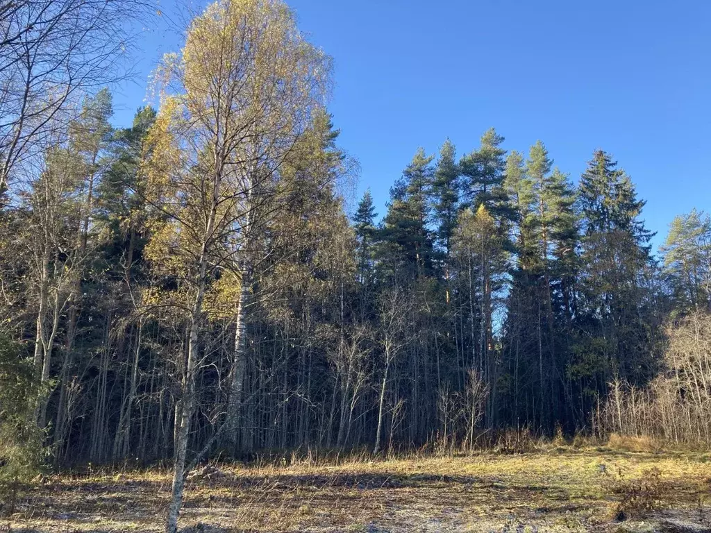 Участок в Карелия, Лахденпохский муниципальный округ, пос. Куркиеки, ... - Фото 2