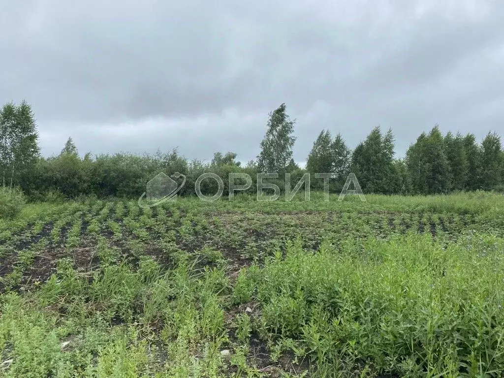 Участок в Тюменская область, Тюмень Поле Чудес СНТ, ул. Сиреневая ... - Фото 1