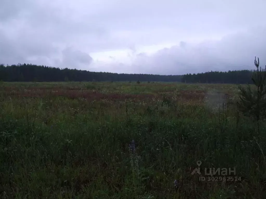 Участок в Владимирская область, Александровский район, Каринское ... - Фото 1