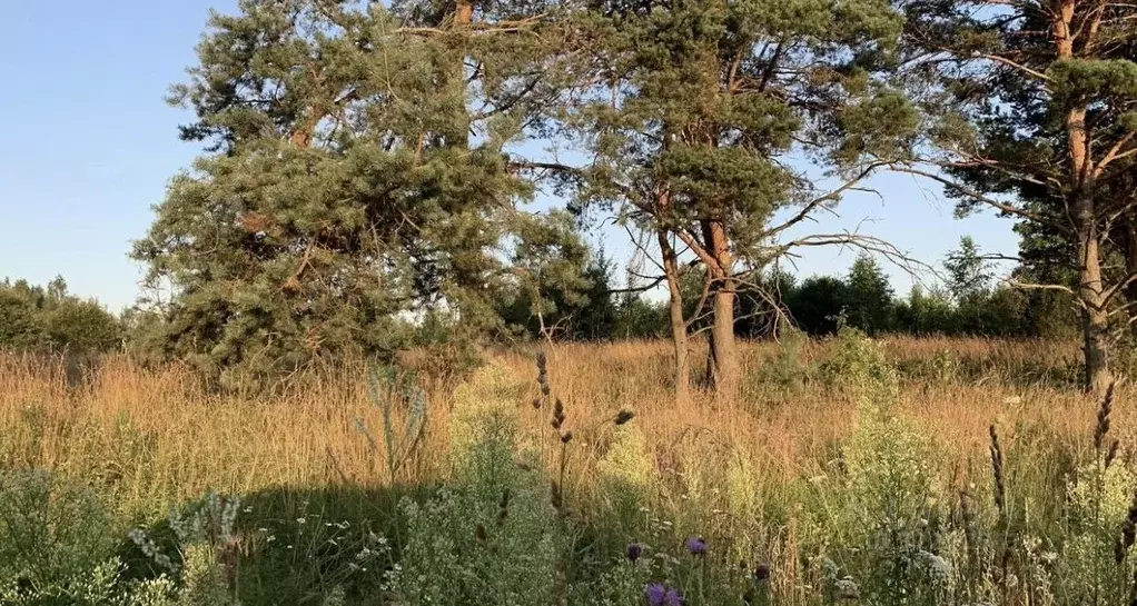 Участок в Псковская область, Печорский муниципальный округ, Лесицкое ... - Фото 2