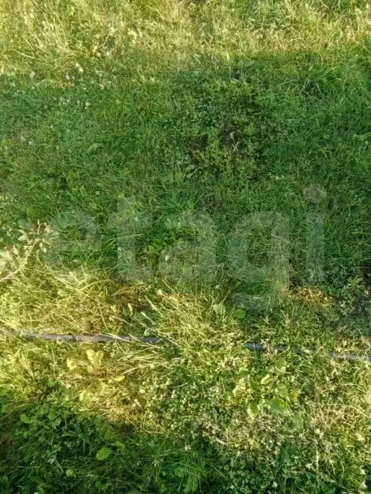 Участок в Новосибирская область, Новосибирский район, Барышевский ... - Фото 1