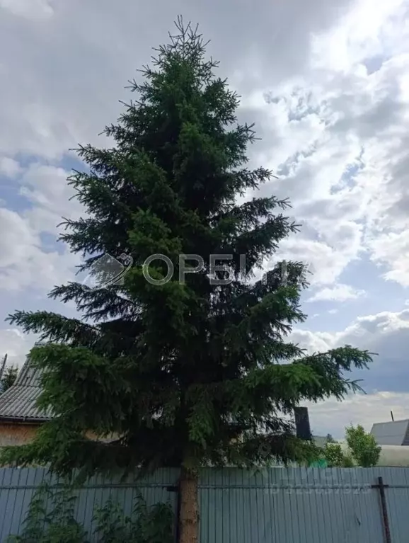 Участок в Тюменская область, Нижнетавдинский муниципальный округ, ... - Фото 2