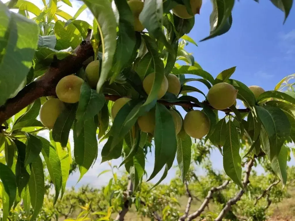 Участок в Крым, Бахчисарайский район, Ароматненское с/пос, с. ... - Фото 1