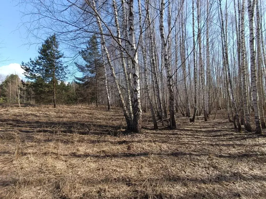 Участок в Нижегородская область, Лысковский район, Бор с/пос  (2.1 ... - Фото 2