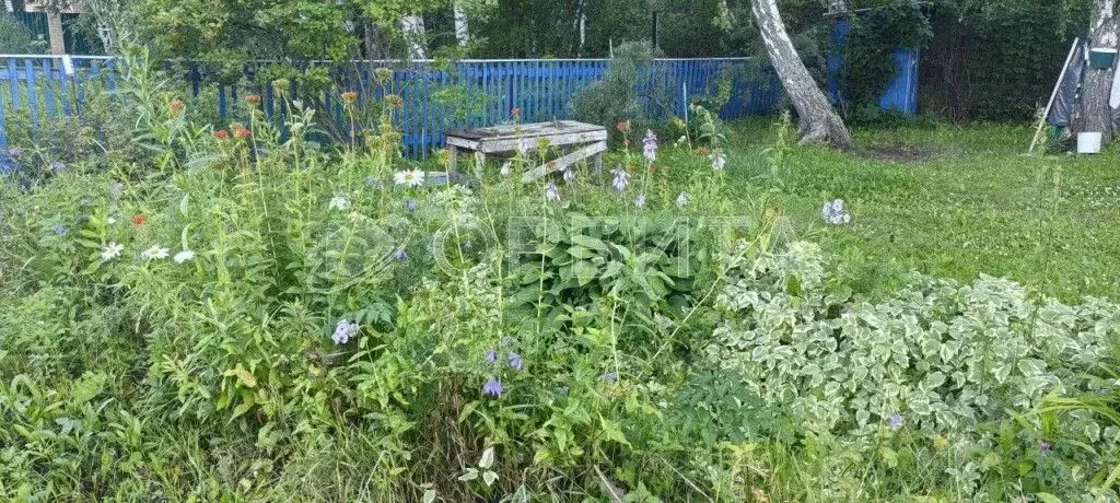 Участок в Тюменская область, Тюмень Березняки СНТ, ул. Цветочная, 47 ... - Фото 1