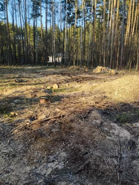 Участок в Московская область, Богородский городской округ, Родное ... - Фото 1
