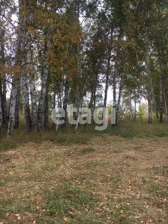 Участок в Новосибирская область, Новосибирский район, Толмачевский ... - Фото 1