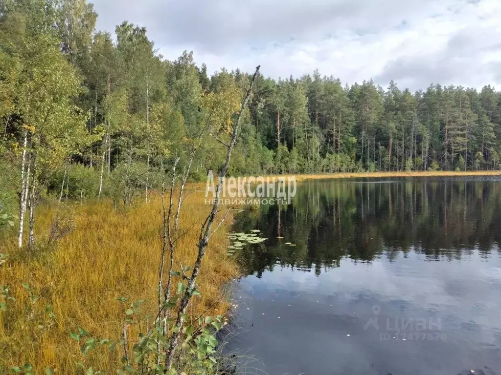 Участок в Ленинградская область, Приозерский район, Севастьяновское ... - Фото 0