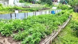 Участок в Барышевский сельсовет, некоммерческое садоводческое ... - Фото 2