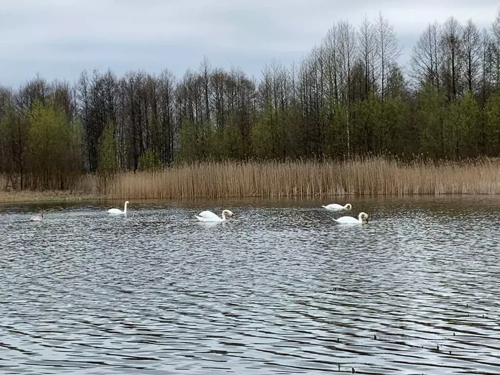 Толвинка брянск карта