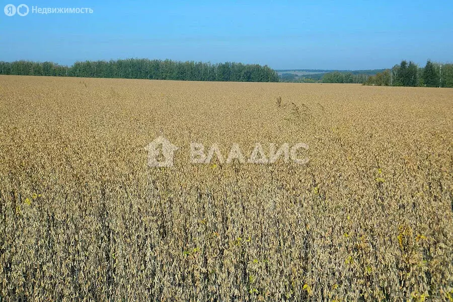 Участок в Амурская область, село Ивановка (5462.52 м) - Фото 0